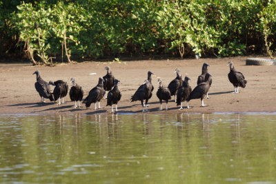 Urubu noir (Black Vulture)