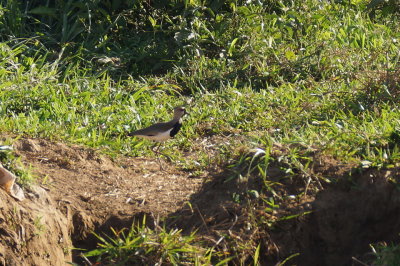 Vanneau tro (Southern Lapwing)