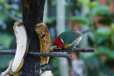 Cabzon  tte rouge (Red-headed Barbet)
