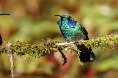 Colibri cyanote (Lesser Violet-ear)