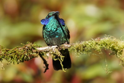 Colibri cyanote (Lesser Violet-ear)