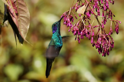 Colibri cyanote (Lesser Violet-ear)