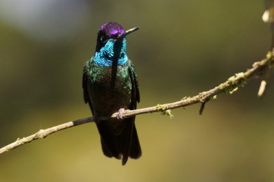 Colibri de Rivoli (Magnificent Hummingbird)