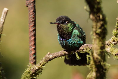 Colibri insigne (Fiery-throated Hummingbird)