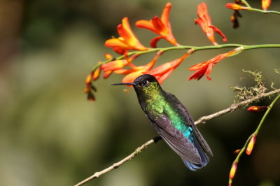 Colibri insigne (Fiery-throated Hummingbird)