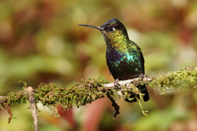 Colibri insigne (Fiery-throated Hummingbird)