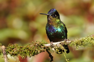 Colibri insigne (Fiery-throated Hummingbird)