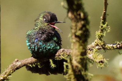 Colibri insigne (Fiery-throated Hummingbird)