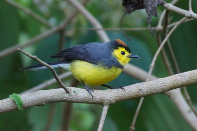 Paruline ceinture (Collared Redstart)