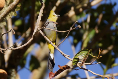 Ptilogon  longue queue (Long-tailed Silky-Flycatcher)