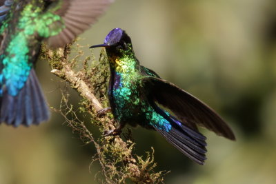 Colibri insigne (Fiery-throted Hummingbird) 