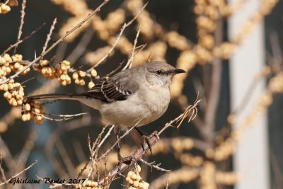 Moqueur polyglotte (Northern Mockingbird)