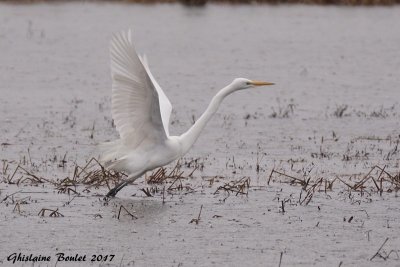 Grande Aigrette (Great Egret) 