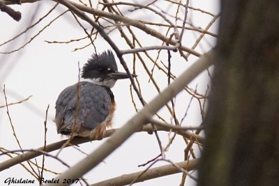 Martin pcheur d'Amrique (Belted Kingfisher)