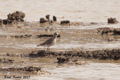 Pluvier bronz (Lesser Golden-Plover)