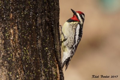 Pic macul (Yellow-bellied Sapsucker)