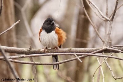 Tohi  flancs roux (Rufous-sided Towhee) 