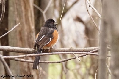 Tohi  flancs roux (Rufous-sided Towhee) 