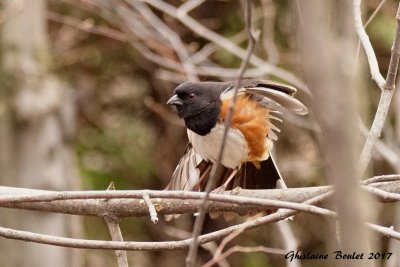 Tohi  flancs roux (Rufous-sided Towhee) 