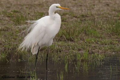 Grande Aigrette (Great Egret) 