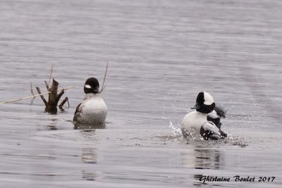 Petit Garrot (Bufflehead)