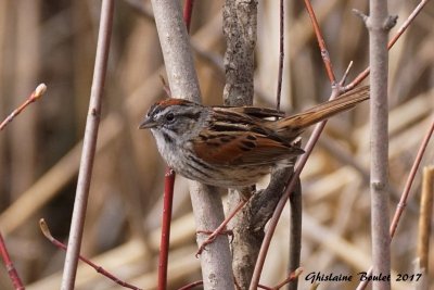 Bruant des marais (Swamp Sparrow)