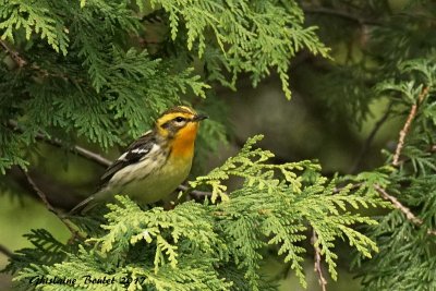 Paruline  gorge orange (Blackburnian Warbler)