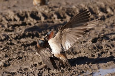 Hirondelle  front blanc (Cliff Swallow)