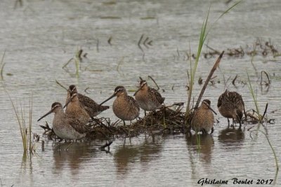 Bcassin roux (Short-billed Dowitcher) 