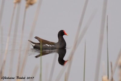 Gallinule d'Amrique (Common Moorhen)