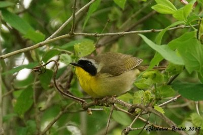 Paruline masque (Common Yellowthroat)