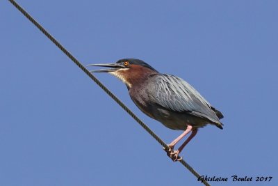 Héron vert (Green-backed Heron)