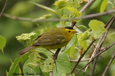 Paruline  calotte noire (Wilson's Warbler)