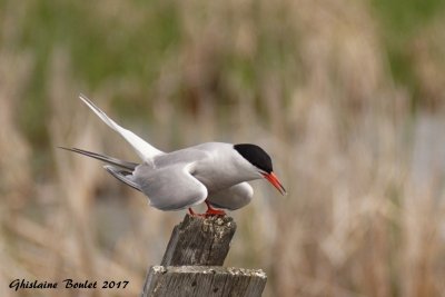 Sterne pierregarrin (Common Tern)