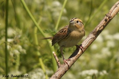 Bruant de Le Conte (Le Conte's Sparrow)