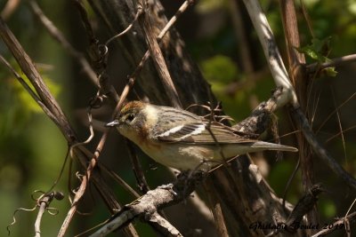 Paruline  poitrine baie (Bay-breasted Warbler)
