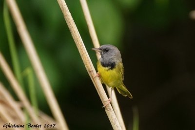 Paruline triste (Mourning Warbler)