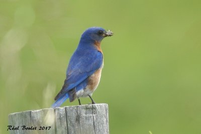 Merlebleu de l'Est (Eastern Bluebird)