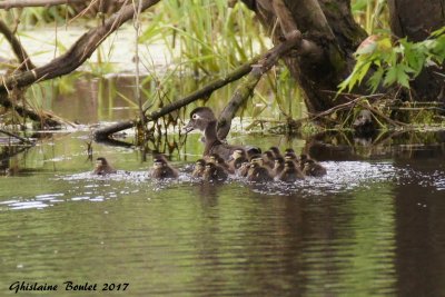 Canard branchu (Wood Duck)