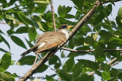 Coulicou  bec jaune (Yellow-billed Cuckoo)