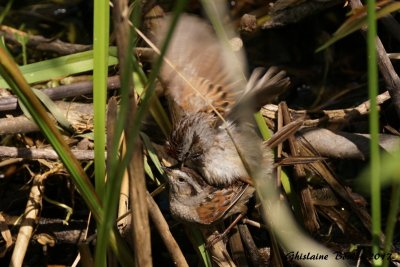 Bruant des marais (Swamp Sparrow)