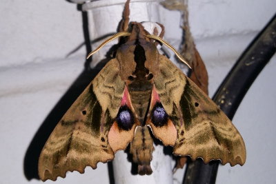 Sphinx aveugle (paonias excaecatus)