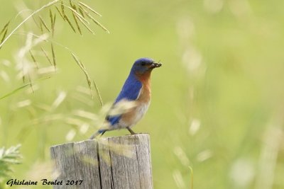 Merlebleu de l'Est (Eastern Bluebird)