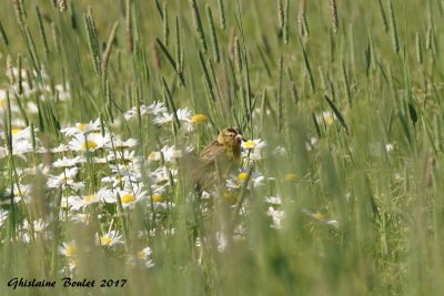 Goglu des prés (Bobolink)