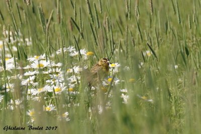 Goglu des prs (Bobolink)