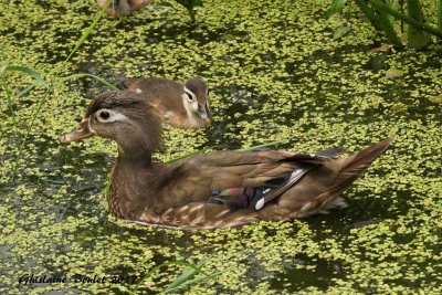 Canard branchu (Wood Duck)