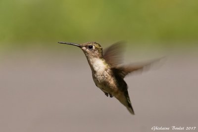 Colibri  gorge rubis (Ruby-throated Hummingbird)