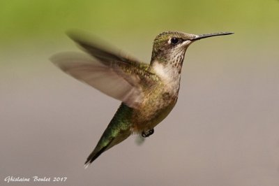 Colibri  gorge rubis (Ruby-throated Hummingbird)