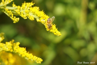 Insecte 