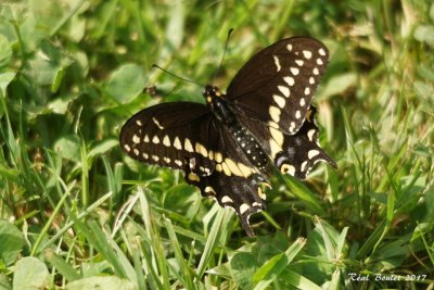 Papillon du cleri 